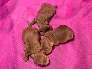 Dark Red F1b Miniature Golden Doodle Litter Available Now!